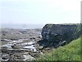 Kittiwake Colony at Braidcarr Rocks - Seahouses in NE68 7PA