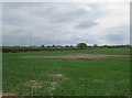 Field south of Rogue's Lane in LE9 8EE