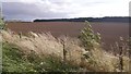 Tilled ground, Corn Hill in EH32 0QH