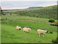 Sheep in Glen Esk in DD9 7YG