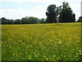 A field of buttercups in HR6 0HY