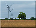Farmland near North Pickenham in PE37 8LP
