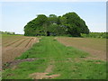Copse of Trees hiding All Saints, Barmer (Round Tower Church) in Bagthorpe with Barmer