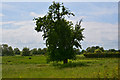 Undy : Grassy Field & Tree in NP26 3HJ