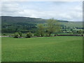 Grazing west of Worton in DL8 3JE