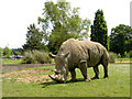 White rhino at the Cotswold Wildlife Park in OX18 4JP