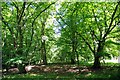 Old Hornbeam Coppice in Galleyhill Wood in EN9 2BS