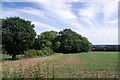 Bean Field & Orange Wood in Epping West & Rural Ward