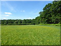 Field of buttercups in Weald Country Park in CM14 5PU