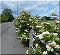 Elderflowers along Derby Road in Draycott in DE72 3NT