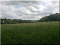 Billingbear - View of Fields from Public Footpath in RG42 5PR