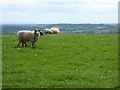 Sheep on high ground near Heightington in DY13 0UJ