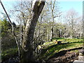 Burn behind ruin at Balnarn in PH16 5NJ