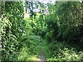 Wooded Track near Hellaby in S66 8HN