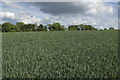 Wheat Field, Beacon Farm in YO22 5HW