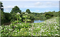 Tall umbellifers near River Wear in DH1 1HD