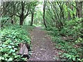 Footpath in Maltby Wood in S66 7QU