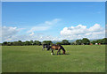 Horses on Roborough Down in PL20 6HY