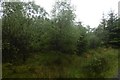 Young trees, Leanachan Forest in PH33 6SQ