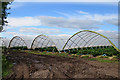 Polytunnels in DD11 4RF