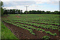 Tattie Fields in DD11 4RN
