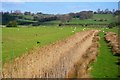 Reedy ditch, Brede level in TN36 4AY