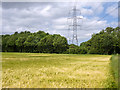 Power lines across a barley field in SL0 9AQ