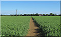 Public footpath through pea field, Highwood in CM1 3SR