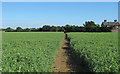 Footpath through pea field near Wyse's Cottage, Highwood in CM1 3SN