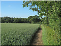 Public footpath on wheat field margin, Edney Common in CM1 3RE