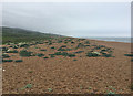 Chesil Beach west of West Bexington in DT2 9DD