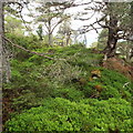 Blaeberry bank below Creagan Bun Suinn by Loch an Eilein in PH22 1QT