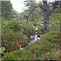 Allt a' Choire Bhuidhe above Loch an Eilein, Aviemore in PH22 1QT