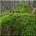 Trace deer path through blaeberry bank above Coire Buidhe near Aviemore in PH22 1QT