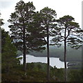 Three Muskatrees above Loch an Eilein on Creagan Bun Suinn in PH22 1QT