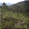 Mature pines and saplings together in Coire Buidhe in PH22 1QT
