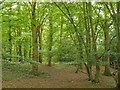 Great Edney Wood, Edney Common in CM1 3RF