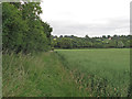 Footpath on oilseed rape field margin, Handley Green in CM4 9HT