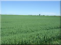 Cereal crop, Bygrave Common in SG7 6QT