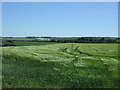 Crop field in the wind, Bygrave in Bygrave