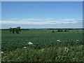 Cereal crop, Red Barns in Guilden Morden