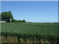 Cereal crop, Guilden Morden in Guilden Morden
