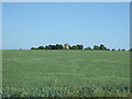 Cereal crop, Whaddon Gap in SG8 5RX