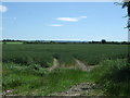 Crop field near Southfield Farm in SG8 6NQ