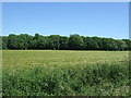 Crop field towards woodland in SG8 5FJ