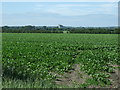 Crop field off Harlton Road in CB23 1ER