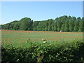 Crop field and poppies in CB23 7AT