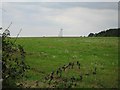 Telegraph poles marching over farmland in IP12 2BL