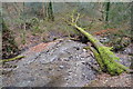 Fallen tree and stream, Widewell Wood in PL6 6FA