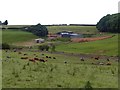 Cattle grazing beside the Skegby Trail in NG19 7QD